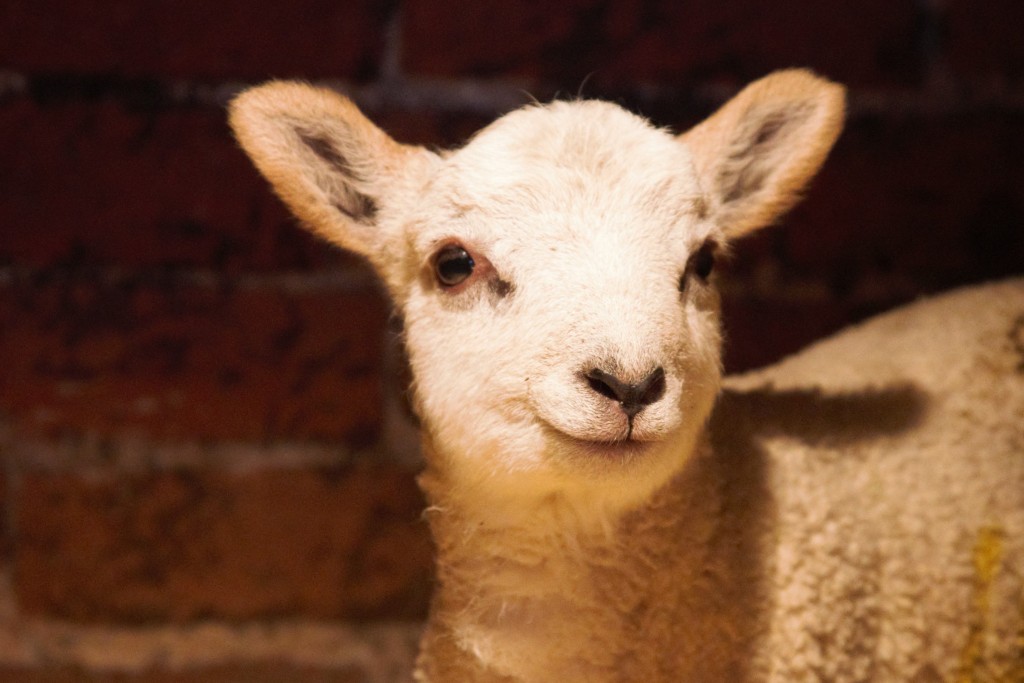 Smiling lamb