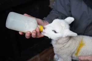 A lamb being fed at Easton Farm Park