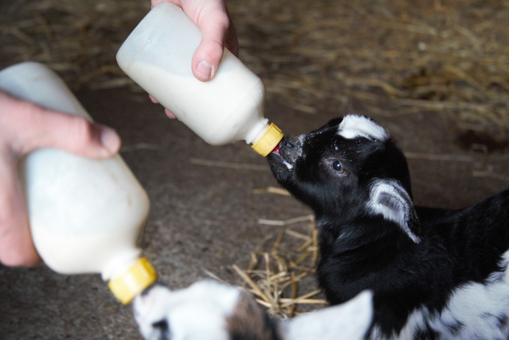 Baby goats being fed at Easton Farm Park