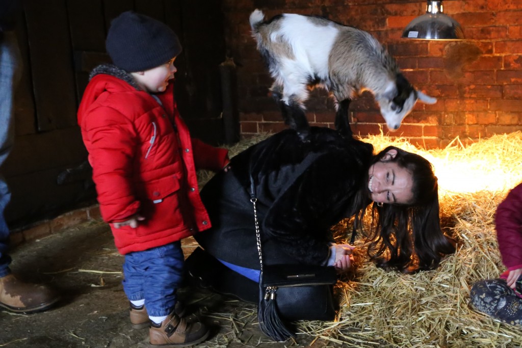 Baby goats at Easton Farm Park