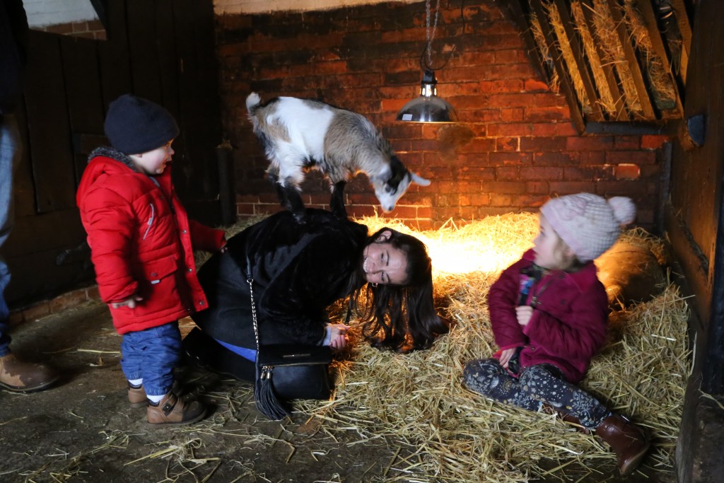 Kids, Lambs and more at Easton Farm Park