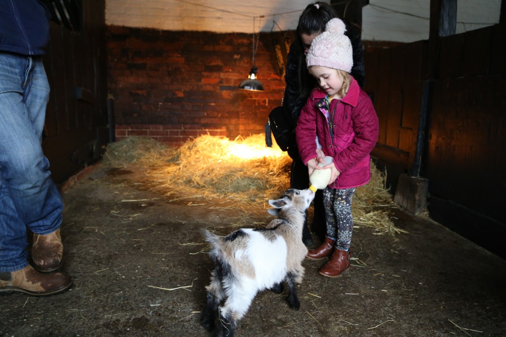Feeding time at Easton Farm Park, family Attraction