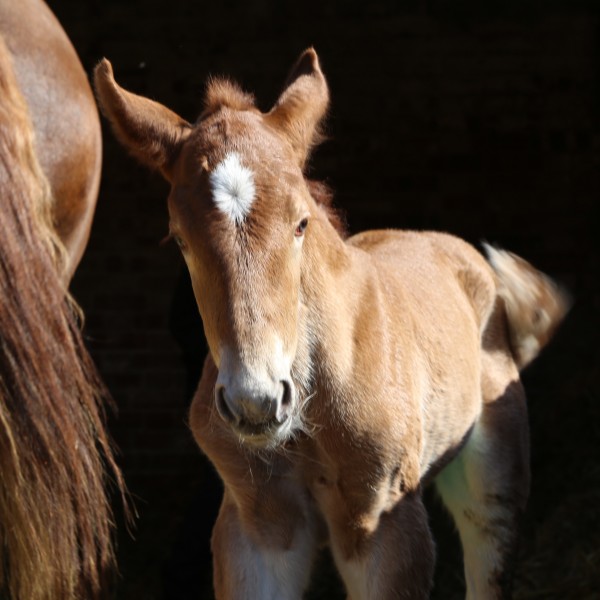 Suffolk Punch