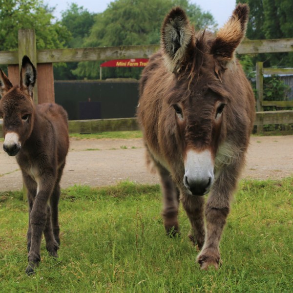 New Donkey at Easton Farm Park
