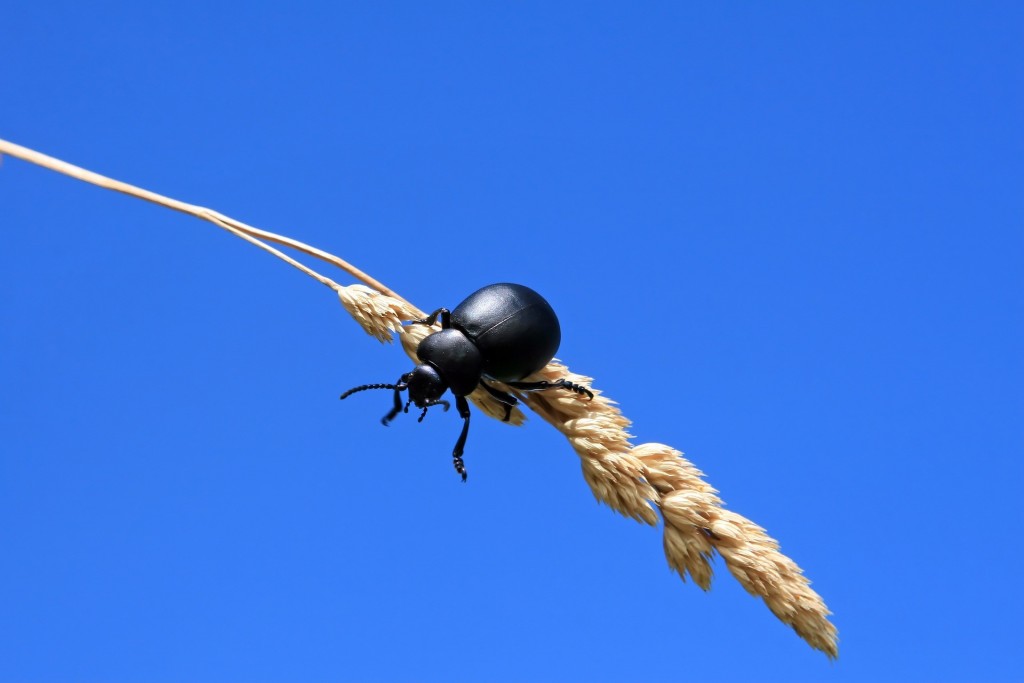 Creepy crawlies