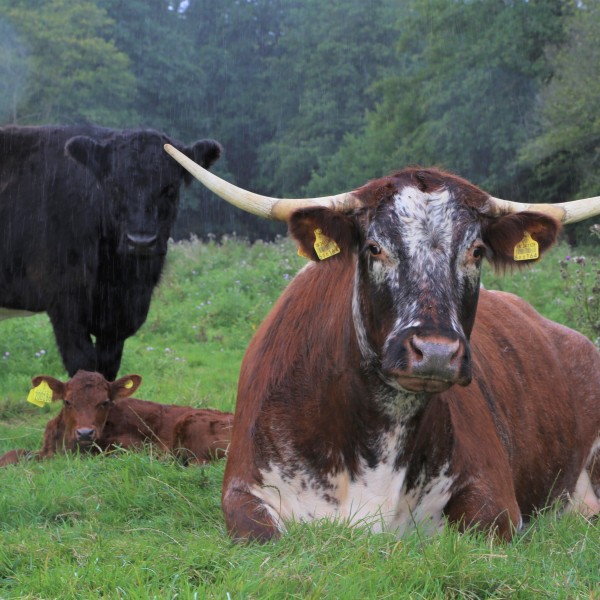 Longhorn Cattle at Easton Farm Park