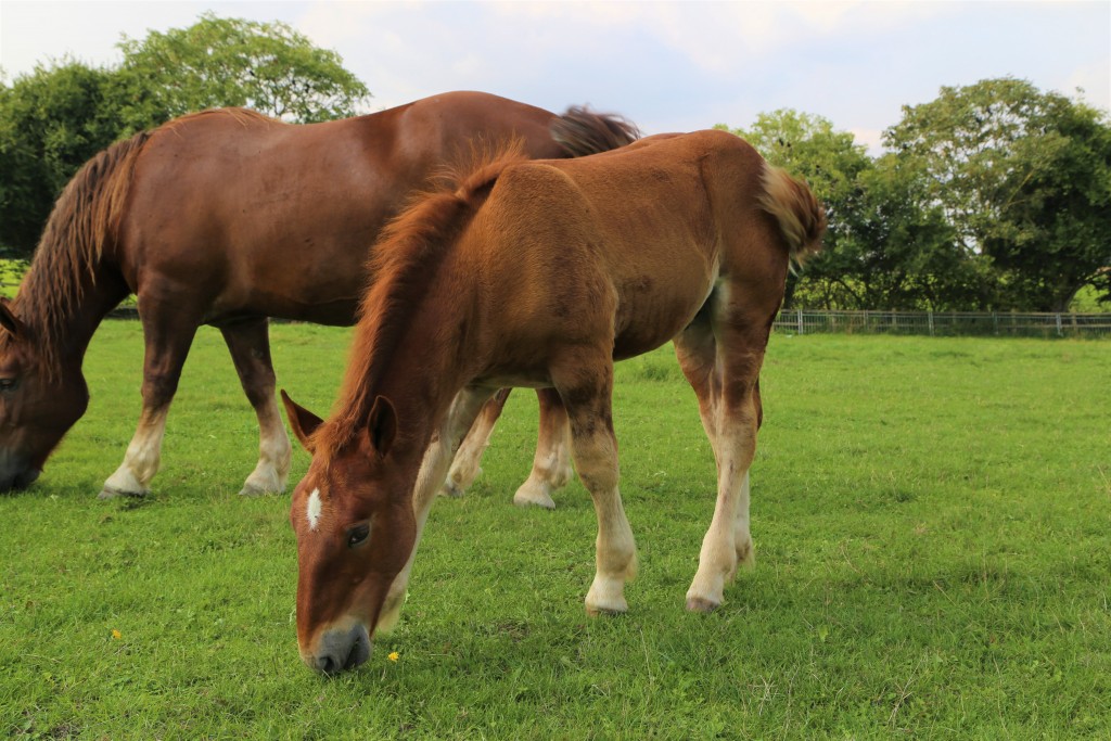 Easton Farm Suffolk Punch Foal