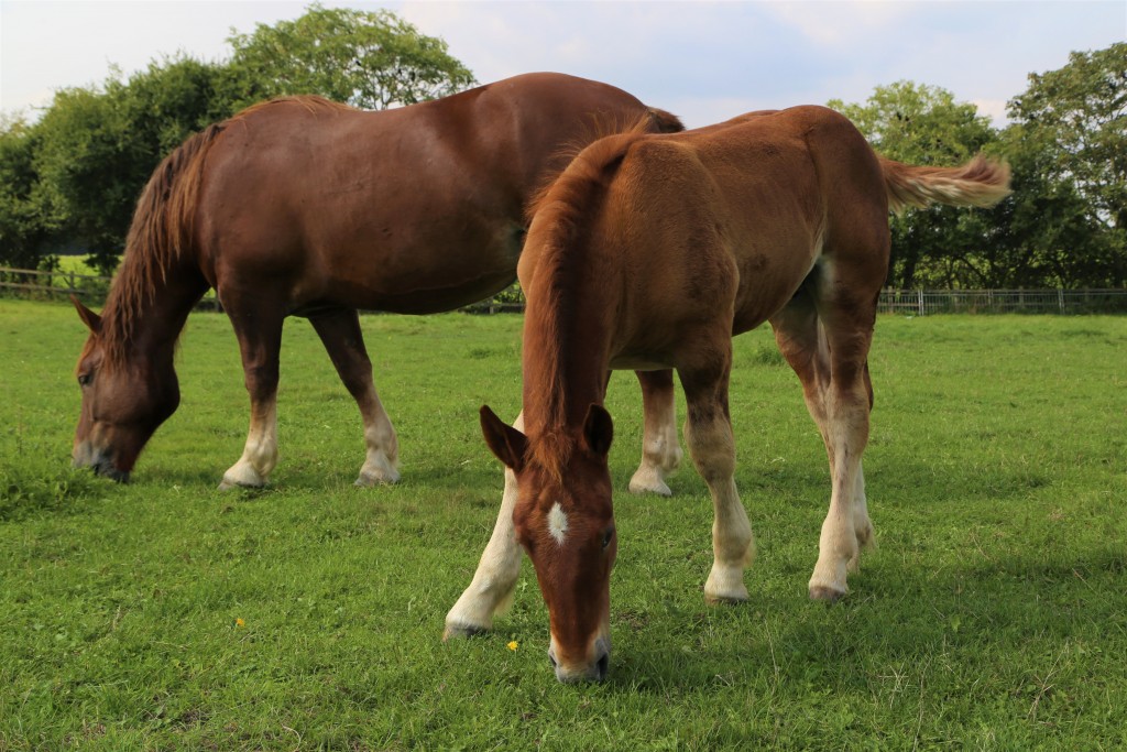 Easton Farm Suffolk Punch Foal