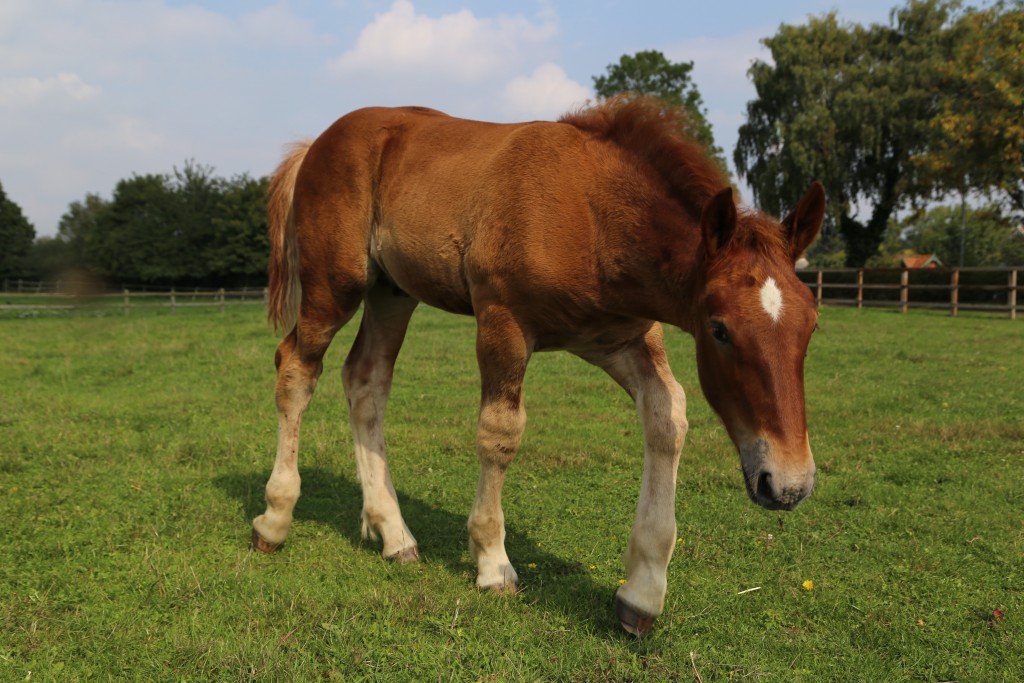 Easton Farm Suffolk Punch Foal