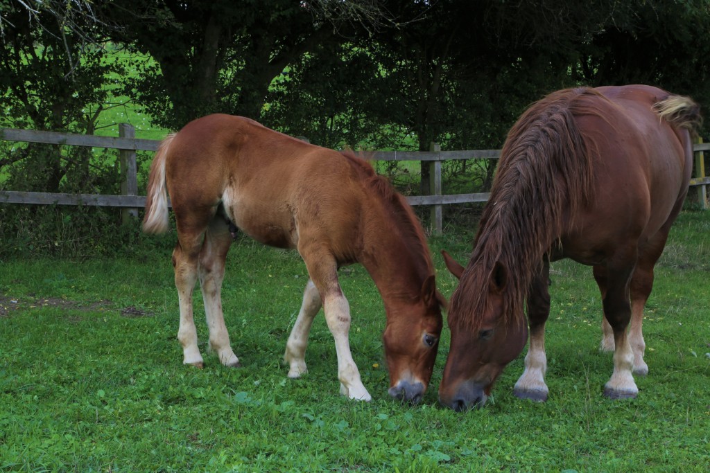 Easton Farm Suffolk Punch Foal