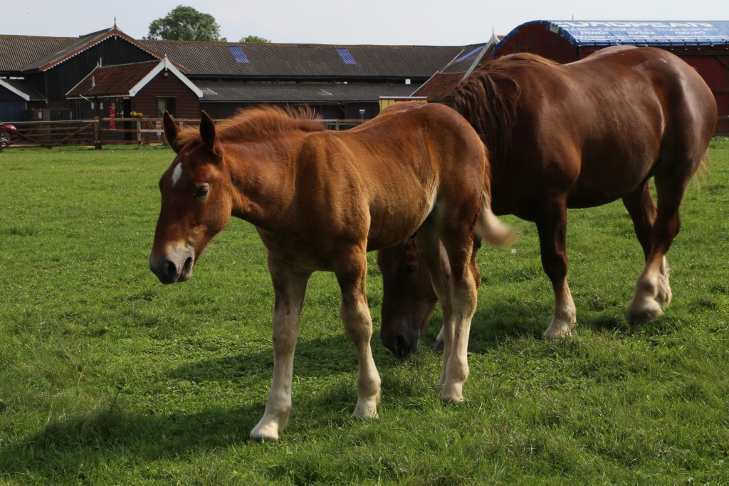 Easton Farm Suffolk Punch Foal