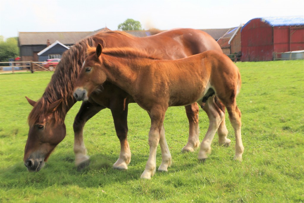Easton Farm Suffolk Punch Foal