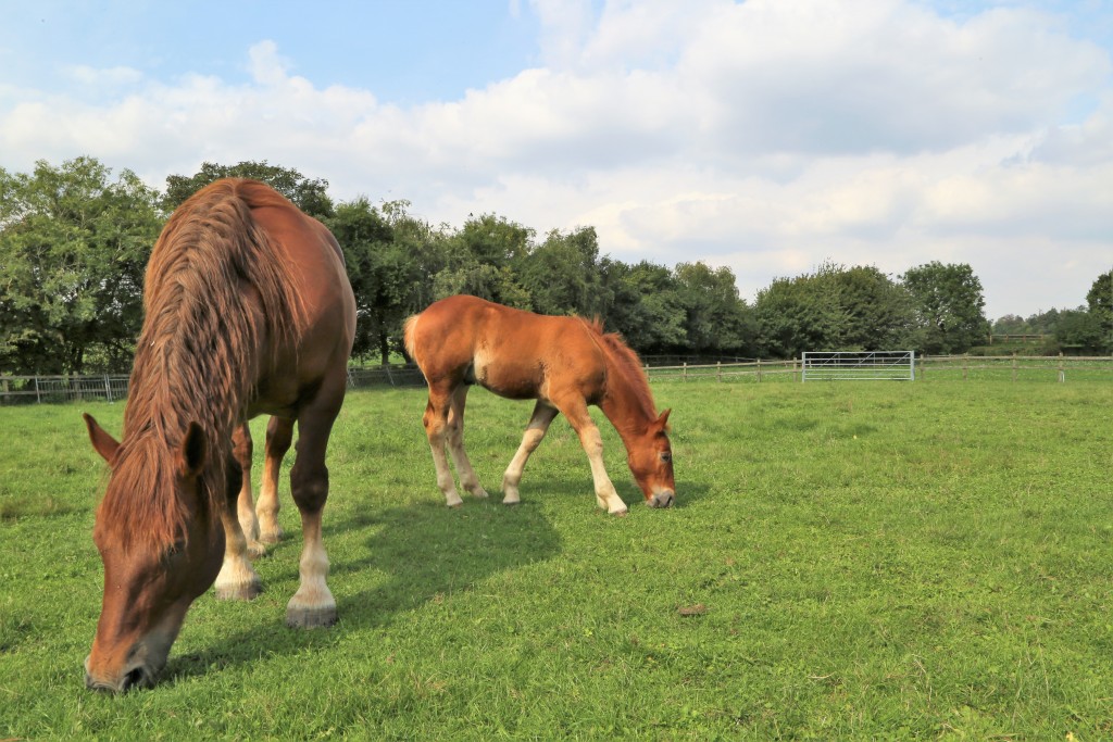 Easton Farm Suffolk Punch Foal