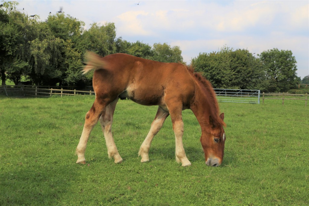 Easton Farm Suffolk Punch Foal