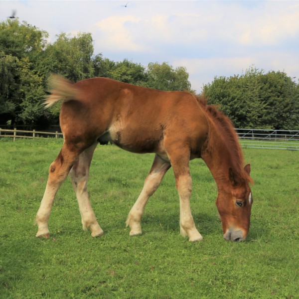 Easton Farm Suffolk Punch Foal