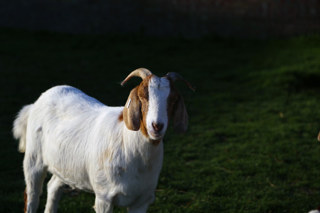 Glinting in the morning sun