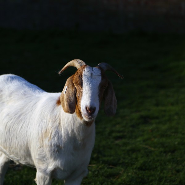 Glinting in the morning sun